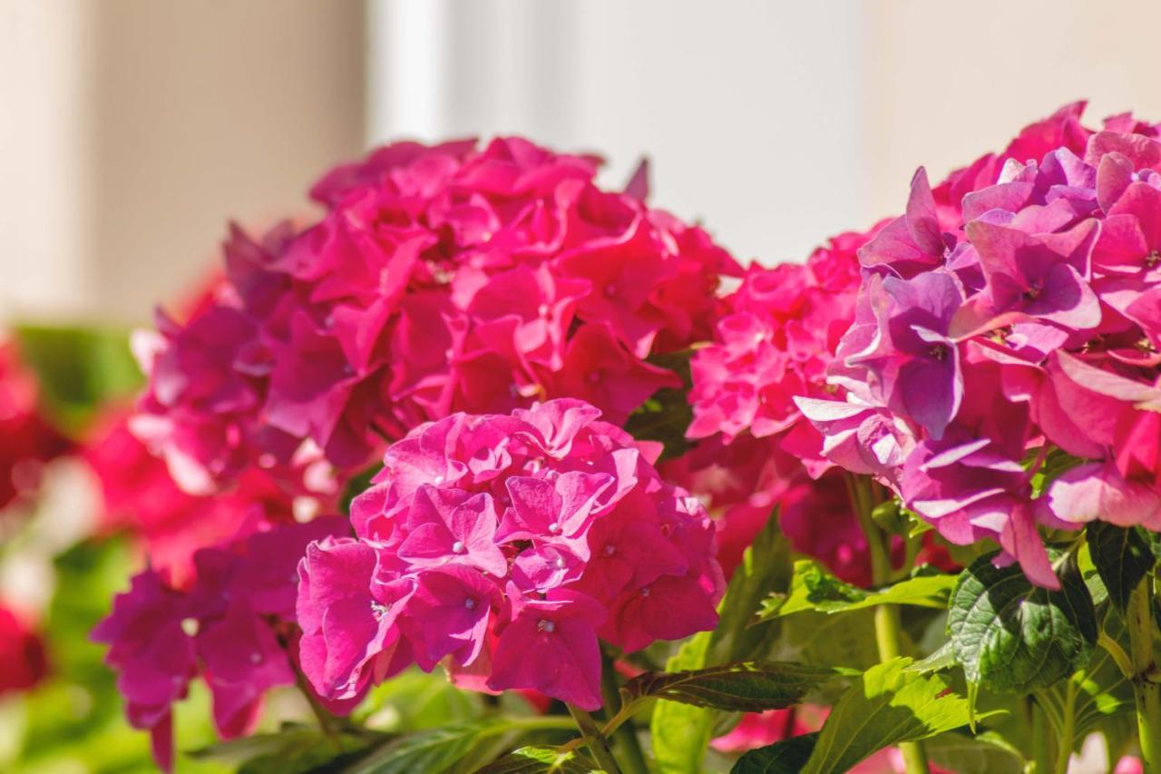 Hortensia Buje Bagian luar foto