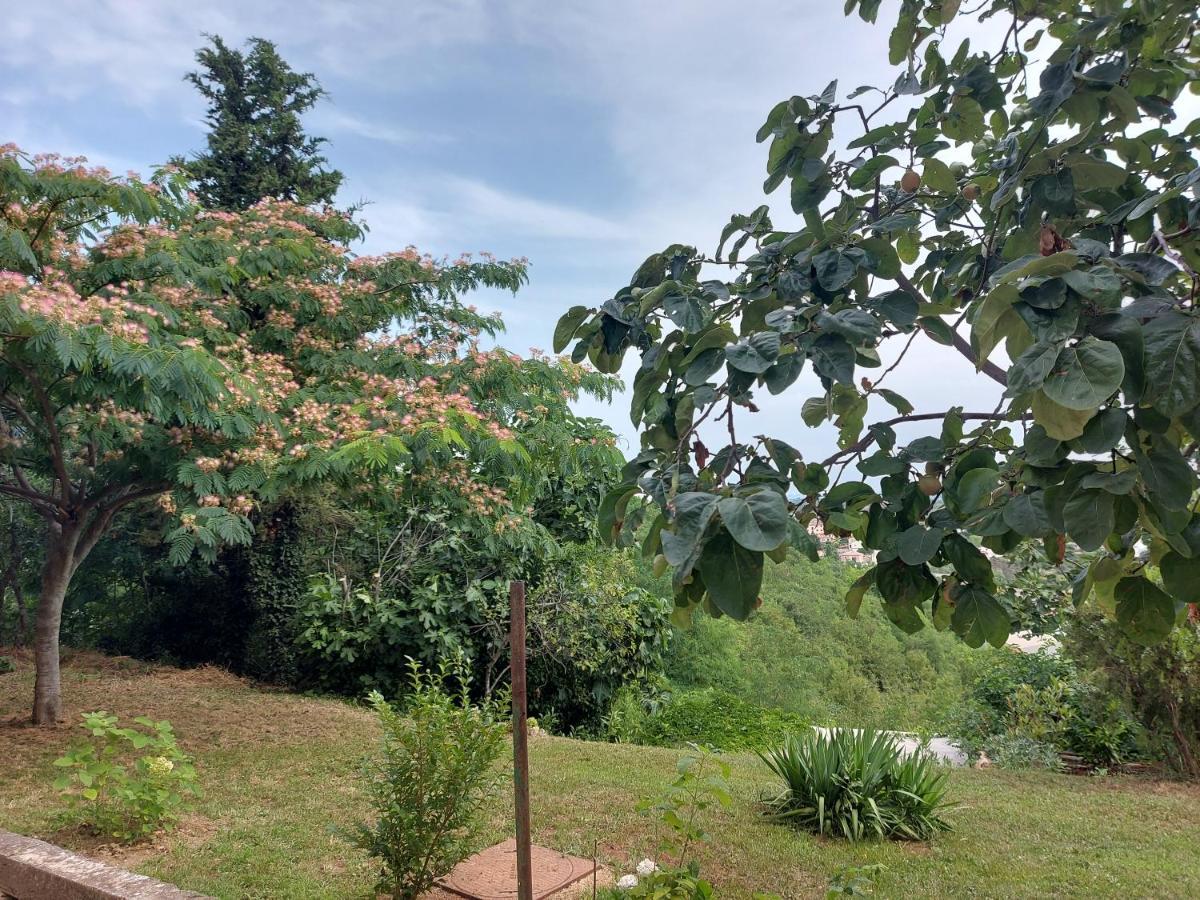 Hortensia Buje Bagian luar foto