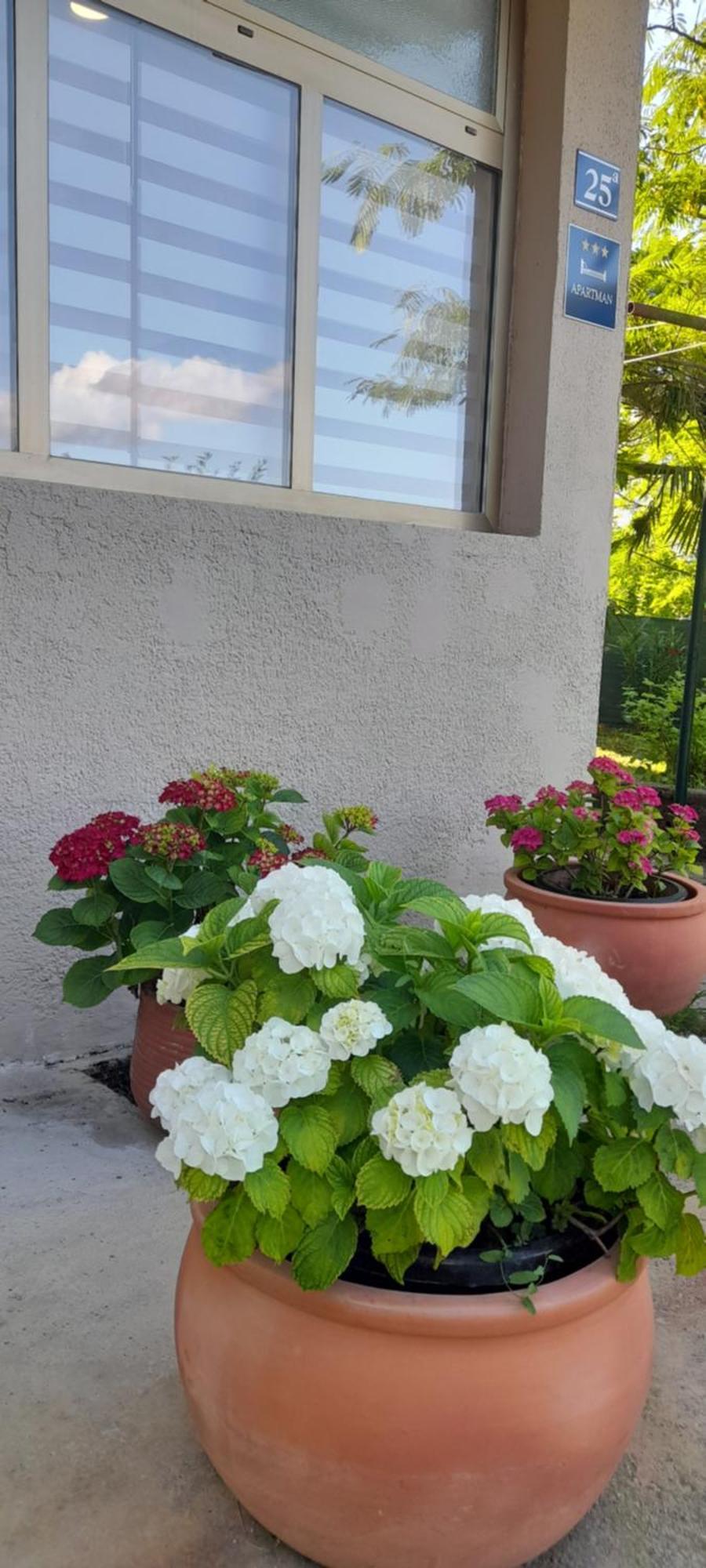 Hortensia Buje Bagian luar foto